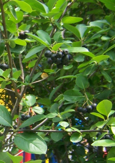 Black Chokeberry leaves and berries